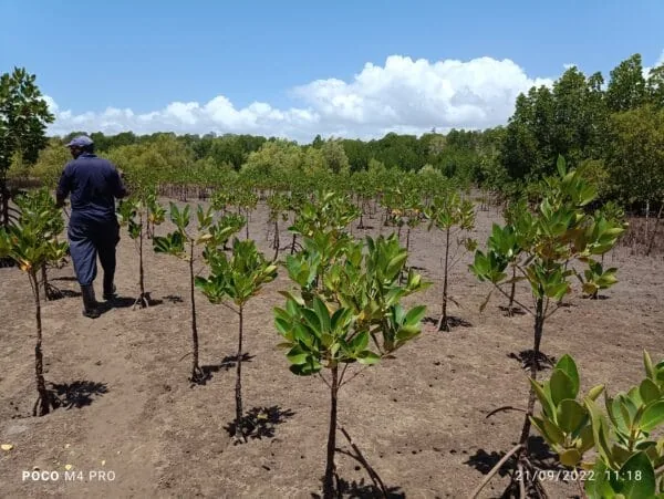 Aangeplant mangrovebos