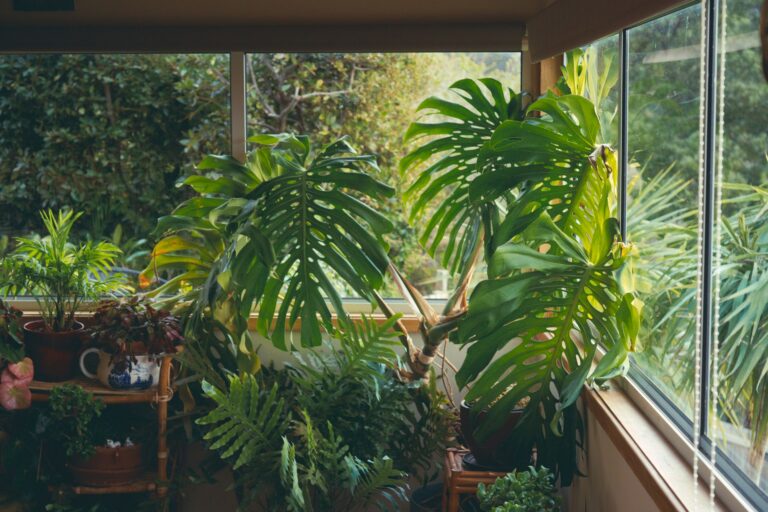Zuiveren planten de lucht in huis?